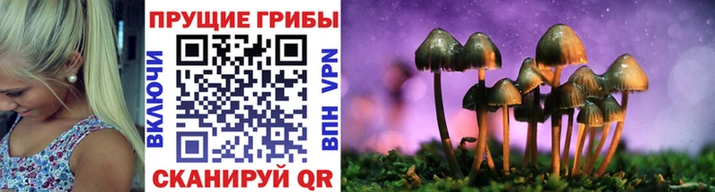 Купить закладки  Гдов  Галлюциногенные грибы Cubensis 